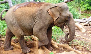 /images/cambodia/ne/sen-monorom/elephant1_sm.jpg