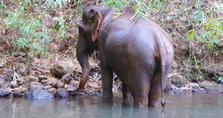 /images/cambodia/ne/sen-monorom/elephant2_sm.jpg