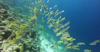 /images/cambodia/south/sihanoukville/dive_sm.jpg