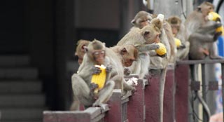 A relaxed ancient former capital overrun by monkeys