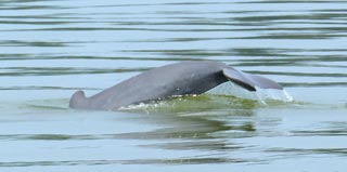 See the very rare and distinctively short beaked dolphins in the Mekong River