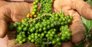 An interesting insight in to organic Kampot Pepper production
